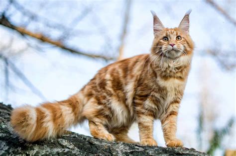 breitling maine coon|Maine coon cat breeders.